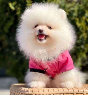 İtlər: Şpitz, 1 il, Dişi, Peyvəndli, Rayonlara çatdırılma, Pulsuz çatdırılma, Ünvandan götürmə — 9