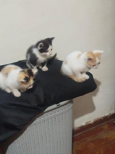 трехцветная кошка: Котята 2 мес два мальчика и трех цветная девочка уже кушают всё ходят — 6