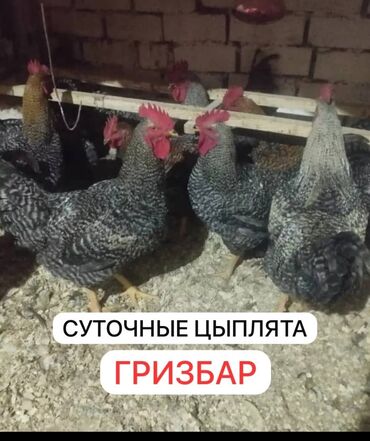 комбикорм для кур: Суточные цыплята Гризбар Венгерский великан, Редбро Мастер грей