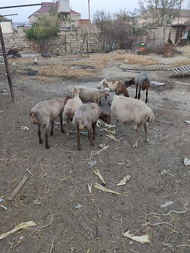 Mal-qara: Mal-qara: Quyruqlu yerli qoyun sürüsü - Növ: Yerli ətlik qoyunlar — 3