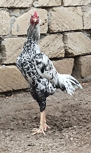 Xoruzlar: Xoruz, il: 1, Ünvandan götürmə — 4