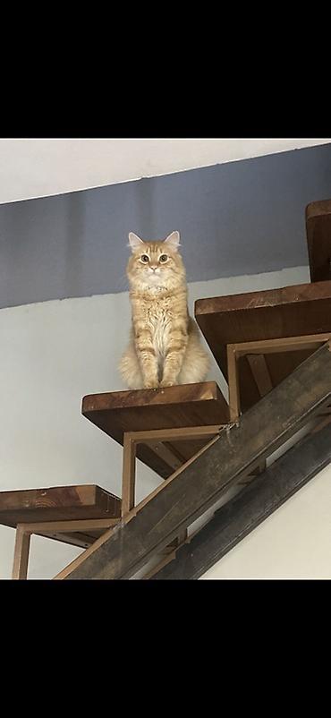 кошка мальчик: Ищем невесту для случки😃 В приоритете с беленькой шерстью) ‼️НЕ — 3