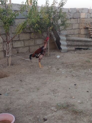 Xoruzlar: Xoruz, Indonesiya, il: 1, Ünvandan götürmə — 5