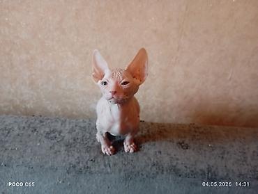 Продажа кошек: Продажа кошек — 9