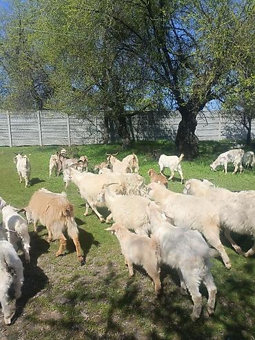 Козы, козлы: Продаю | Коза (самка), Козёл (самец), Козлёнок | Зааненская, Битал | Для разведения, Для молока | Племенные, Котные, Осеменитель — 12
