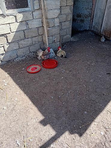 Xoruzlar: Məhsul: Ev şəraitində bəslənən 2 ədəd xoruz agir xoruzlardi cutu 50azn — 3