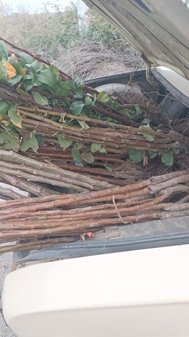 Ağaclar: Yalnız bizim təsərfatimizda bölgələrə uyğun olaraq ağacların kok — 19