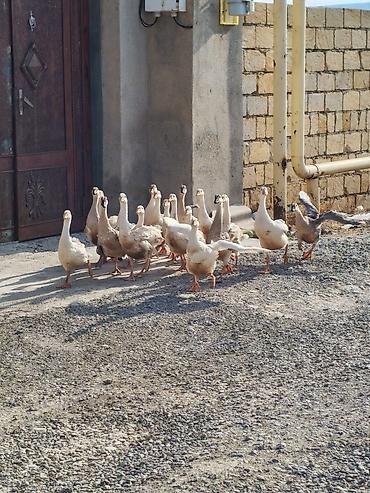 Qaz balaları – ev və təsərrüfat üçün - Növ: yerli ağ və boz qarışıq