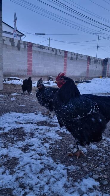 Птицы: Мраморный Кохин — 1