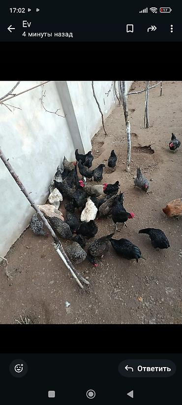 Toyuqlar: Toyuq, Damazlıq, Ünvandan götürmə — 2