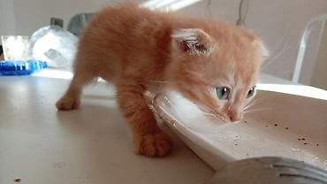 Кошки: Американская короткошерстная, Самец, В добрые руки, Самовывоз — 4
