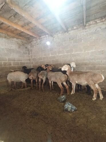 Бараны, овцы: Продаю баранов оптом по одному дороже порода арашан возраст где то