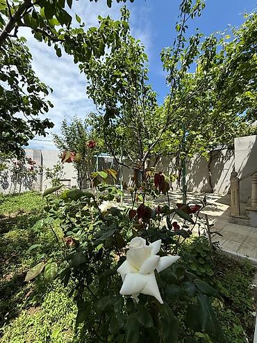 bag evleri: 150 kv. m, 3 otaqlı, Hovuzsuz, Su, Kanalizasiya, Kombi — 8