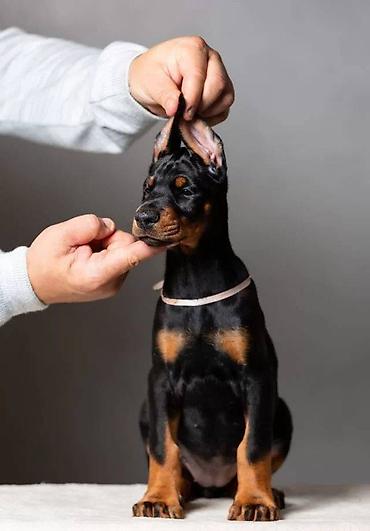 itler: Doberman, 2 ay, Erkək, Sənədli, Pulsuz çatdırılma — 3