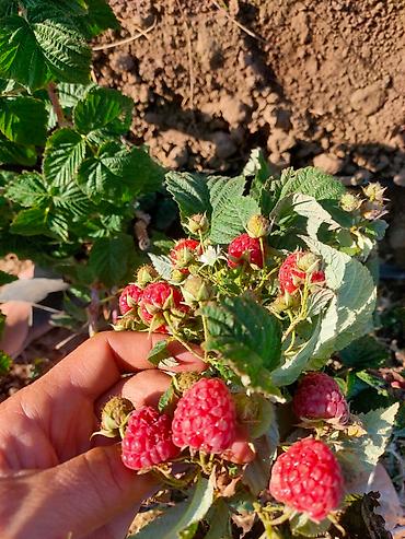 Малина: Малина — 10