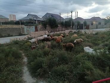 qoyun satsi: Keçi ve qoyunlar tecili satilir. Bir ededi 350azn 12keçi var, 10eded — 3