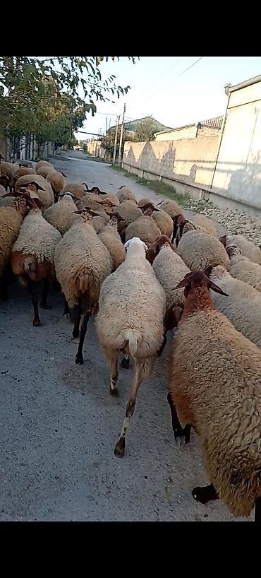 dişi keci: Dişi, Qala, il: 1, 50 kq, Damazlıq, Ünvandan götürmə — 2