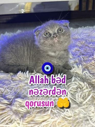 Pişiklər: Şotland — 4
