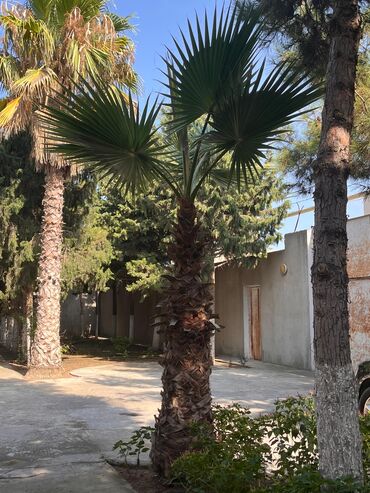 Уличные растения: Uzunömürlü palma ağaclarıdır. qiymət razılaşma yolu ilə olacaq