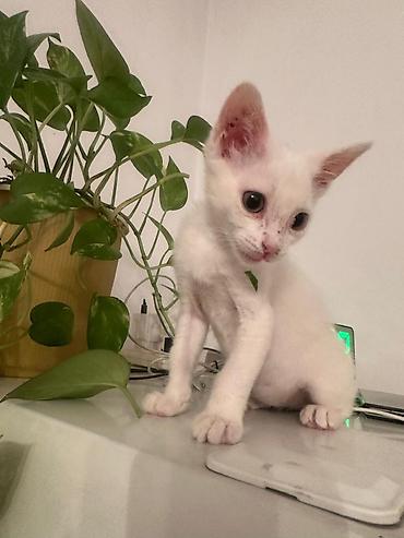 Продажа кошек: 2 месяца, Мальчик — 15