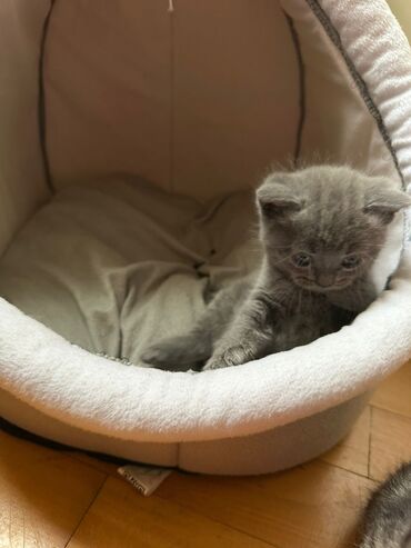 Pişiklər: Dişi, Erkək, Yaxşı əllərə, Ödənişli çatdırılma, Ünvandan götürmə, Rayonlara çatdırılma — 8