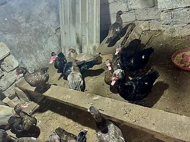 Ördəklər: 26 Ördək, 2 Qaz. Ördəklərin 5-6 Fərə Mirvaridir, Yarısı Kradnadar Öküz — 2