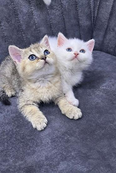 Кошки: Ev pişiyi balaları – ağ və tünd krem rənglərdə, mavi gözlü - Növ: ev — 4
