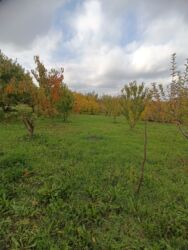 Bağ evlərinin satışı: Şabran, 100 kv. m, 3 otaqlı, Hovuzsuz, Kommunal xətlər qoşulmayıb — 5