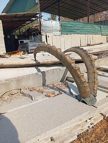 отун сатып алам: Декоративные рога на подставке - Пара крупных изогнутых рогов с — 3