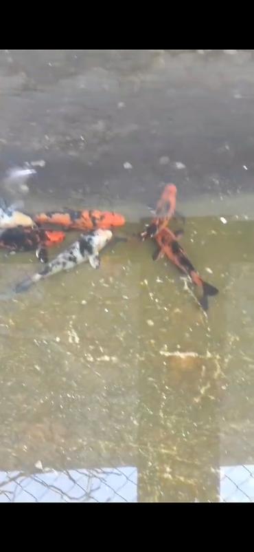 koi balığı: Koi, Sülhsevər — 2