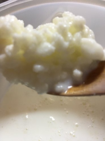 Mlečni proizvodi, jaja: Prodajem gljive za spravljanje tibetanskog kefira. Količina je — 5