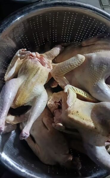 Quş: Məhsul: Təmizlənmiş kənd toyuqları (tam karkas) Təsvir: - Şəkillərdə — 2