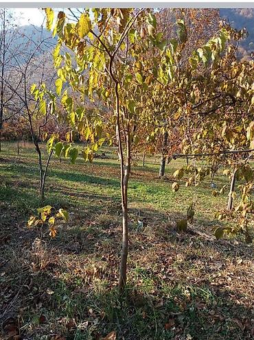 fındıq tingləri: Məhsul: cökə akasya xar tut fındıq şabalıd qoz hind qozu armud beş — 5