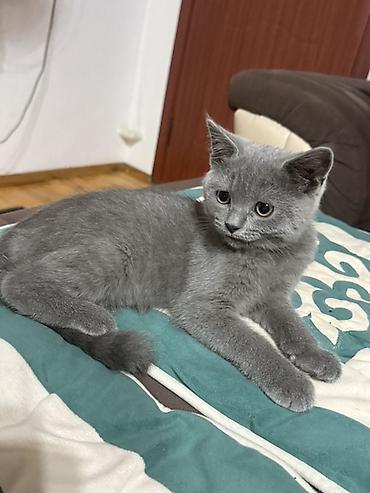 кошки британцы цена: Британская короткошёрстная, 3 месяца, Мальчик, Голубой, Приучена к лотку — 2