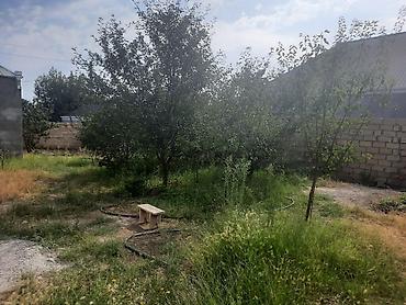 bine savxoz torpaq satilir: 5 otaqlı, 200 kv. m, Kredit yoxdur, Təmirsiz — 5