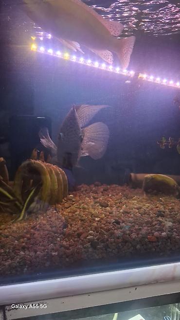 Рыбы: Продаю аквариум вместе с рыбами — 2