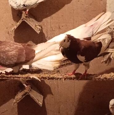 Göyərçinlər: Temiz babayevisqi eni quyruq hundur ayaq uzun quwdardi erkey dest ag — 3