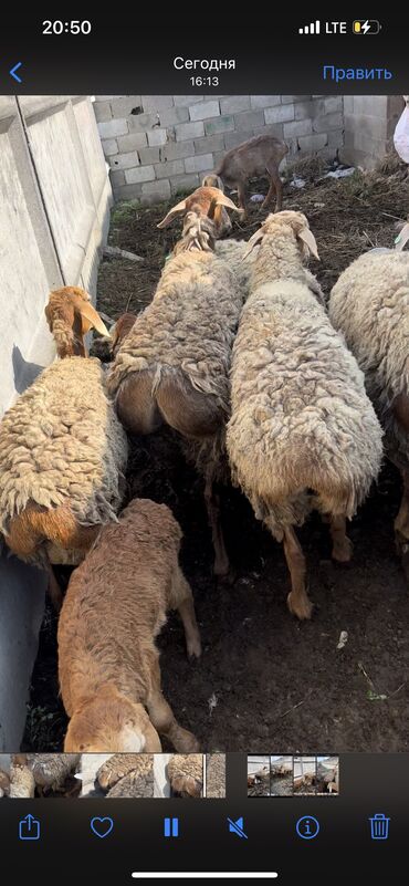 ягненок: Продаю | Овца (самка), Ягненок, Баран (самец) | Гиссарская, Арашан | Матка