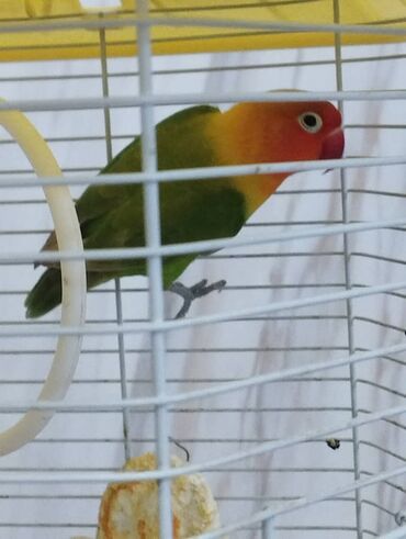 попугаи ара: Продается попугай вместе с клеткой и кормом, самец, порода