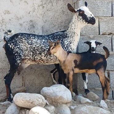 Keçi, çəpiş: Dişi, il: 2, Südlük