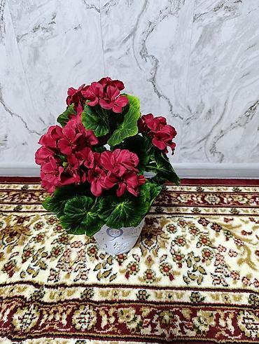 Декоративные цветы: Горшечные примулы (Primula) — декоративные комнатные растения с — 15