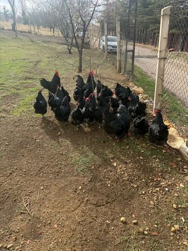 Toyuqlar: Australorp Cəm 23 Heyvandır 19 Toyuq Yumurtlayan 4 Damazlıq Xoruz — 1
