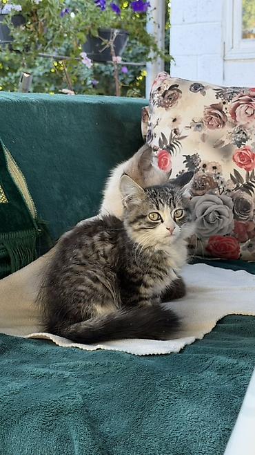 купить рыбу клоуна: Котята в добрые руки! 2 окраса: - Серый тигровый пушистый котёнок — 3