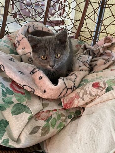 разведение сельскохозяйственных животных: Отдам бестплатно котят Один британский котенок Очень добрые и ручные