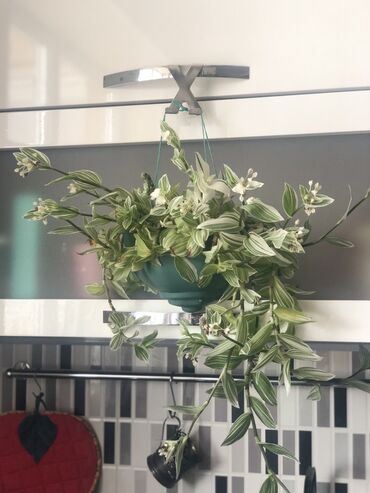 Otaq bitkiləri: Комнатные растения Крестовник — крупные и мини-растения Каменный — 14