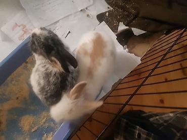 Декоративные кролики: Пуховый декоративный кролик (карликовый тип) пол-обе самцы им по 5 — 5