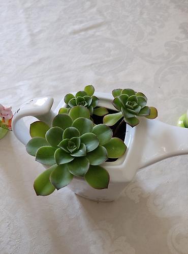 kala: 3 ədəd otaq bitkiləri: pul ağacı (krasula), daş gülü (echeveria) və — 8