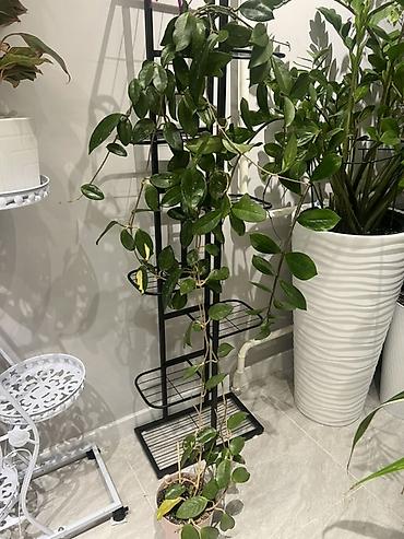 Драцены и Сансевиерии: Доставка по городу бесплатно . Адаптированные пересаженные Комнатные — 25