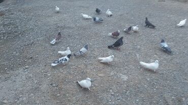 Göyərçinlər: Məhsul: Güvənçinlər (xüsusi uçuş və rəng çeşidləri) Təsvir: - — 10