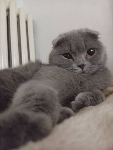 британская короткошерстная кошка купить: Шотландская вислоухая кошка (Scottish Fold), окрас: сплошной серый